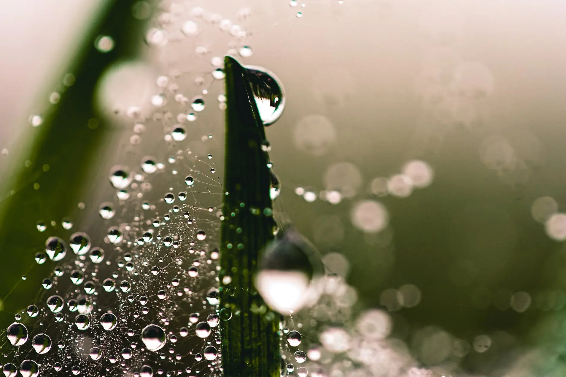 Tiny Hazel Tiny Hazel Tiny Hazel: nature inspired & mindful play, an online retailer for sustainable toys and toddler products.