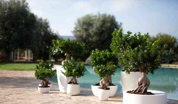 Casita Hermosa - Vendita Piante Shopify store