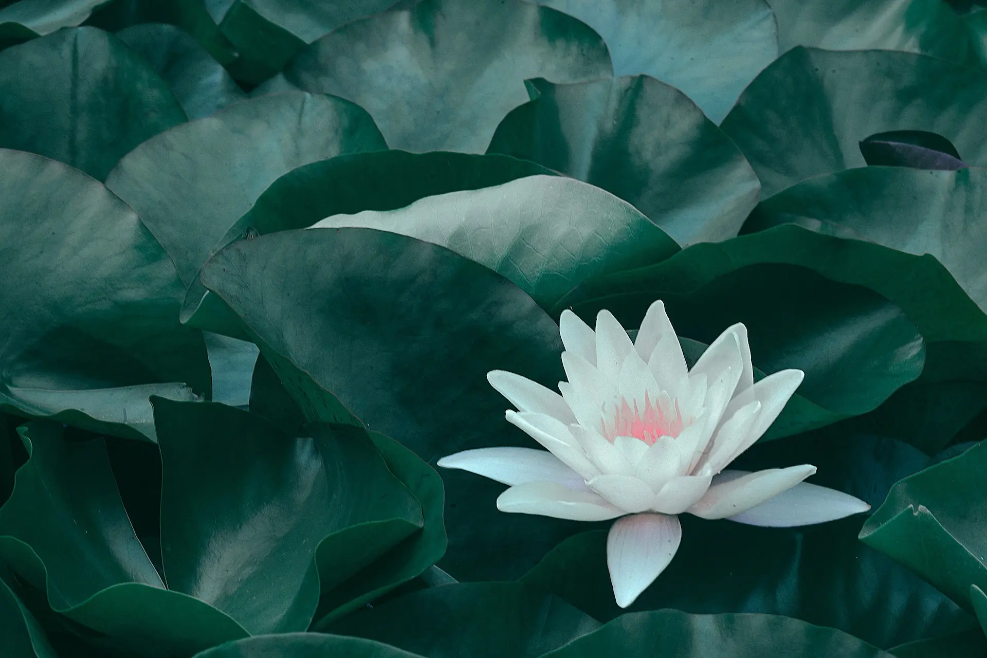 White Lotus