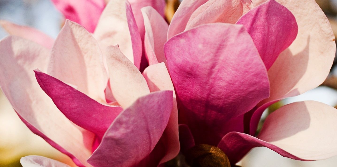 Magnolia