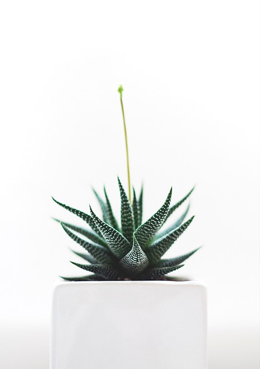 Eames Shopify Store Template Theme